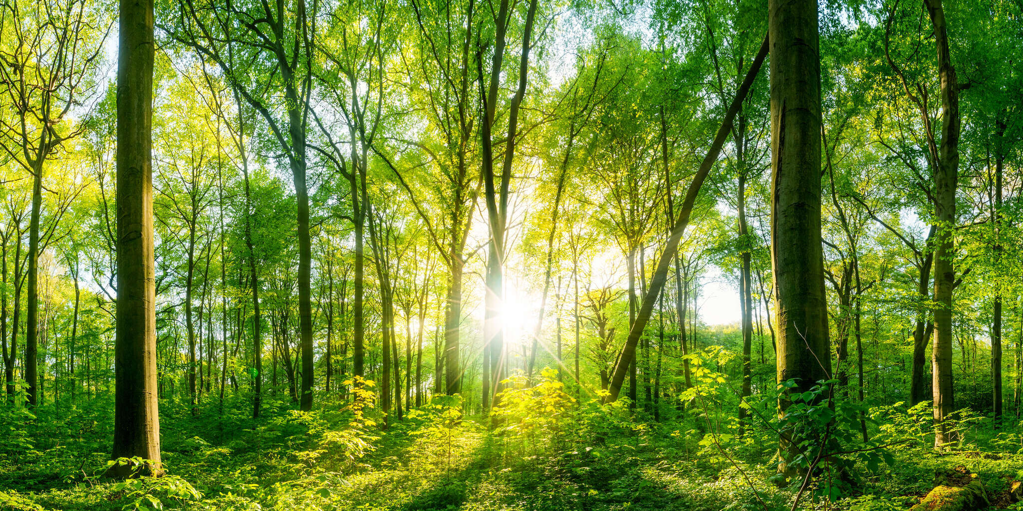 Sunset through a forest Sunset through a forest